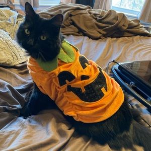 Pumpkin costume for small dogs or cats 🐱 🐶